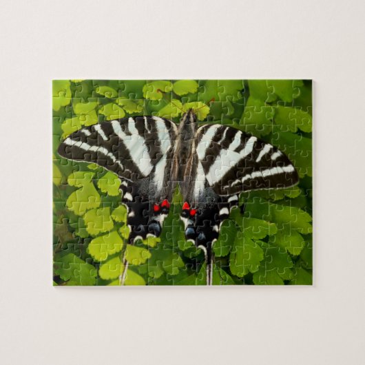 Puzzle Papillon américain swallowtail (Horizontal)