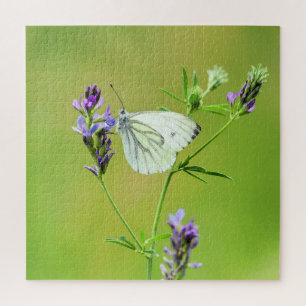 Puzzle Papillon blanc à veines vertes