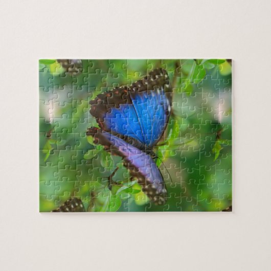 Puzzle Papillon bleu (Horizontal)