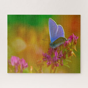 Puzzle Papillon bleu commun.