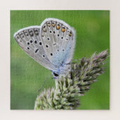 Puzzle Papillon bleu commun sur l'herbe (Vertical)