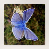 Puzzle Papillon bleu nain (Horizontal)