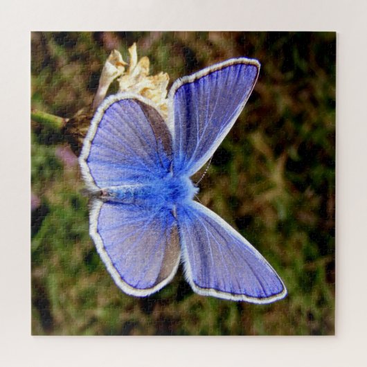 Puzzle Papillon bleu nain (Horizontal)