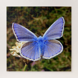 Puzzle Papillon bleu nain