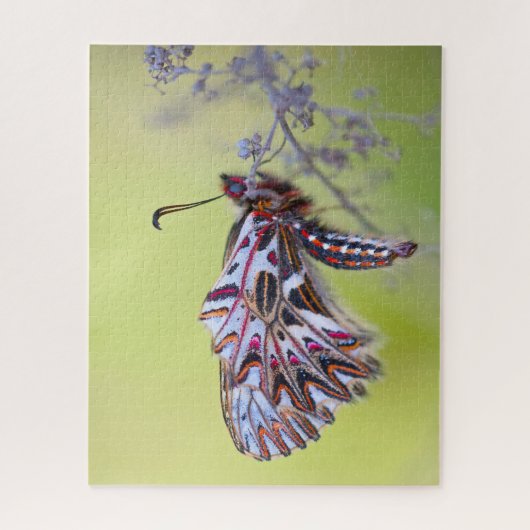 Puzzle Papillon de feston. (Vertical)