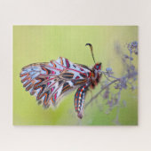 Puzzle Papillon de feston. (Horizontal)