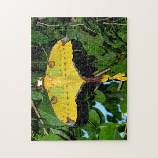 Puzzle Papillon Drexel. (Vertical)