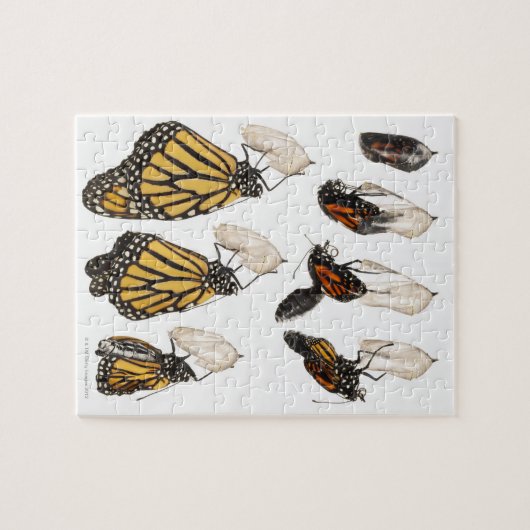 Puzzle Papillon émergeant du coccoon (Horizontal)