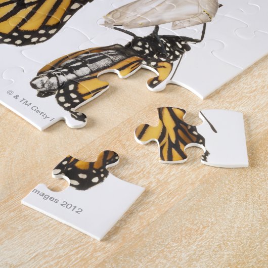 Puzzle Papillon émergeant du coccoon (Côté)