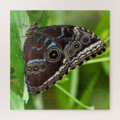 Puzzle Papillon foncé assis sur des Feuilles dans la natu (Horizontal)