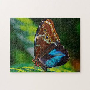 Puzzle Papillon Morpho Peleides.