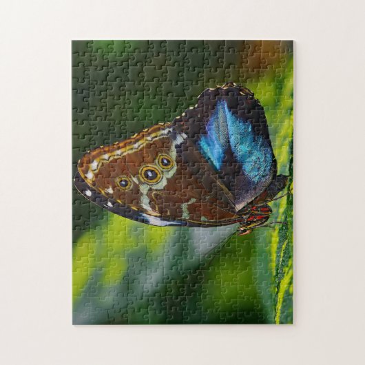 Puzzle Papillon Morpho Peleides. (Vertical)