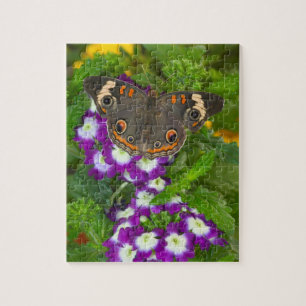 Puzzle Papillon noir à queue fourchue