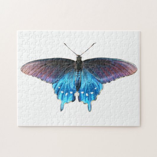 Puzzle Papillon noir à queue fourchue sur la plage de la (Horizontal)