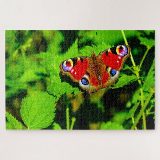 Puzzle Papillon paon du jour. (Horizontal)
