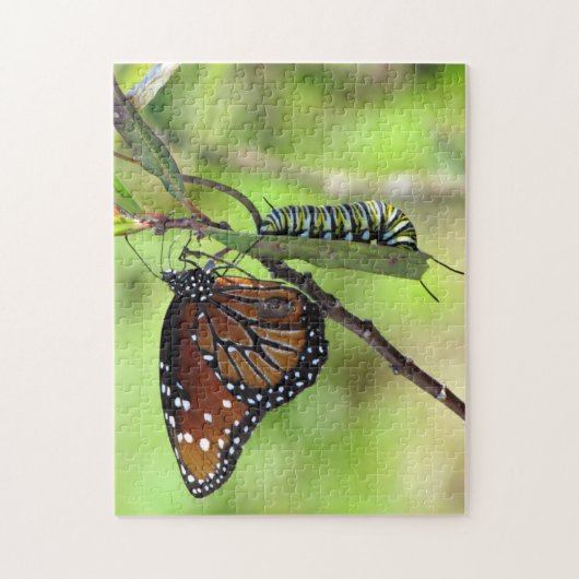 Puzzle Papillon Queen et chenille Monarque (Vertical)