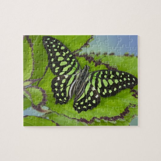 Puzzle Papillon sur fond vert (Horizontal)