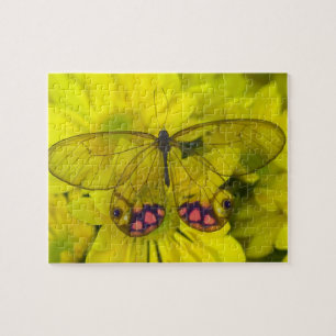 Puzzle Papillon sur jaune