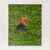 Puzzle Papillon Swallowtail sur la fleur indienne Paintbr (Vertical)