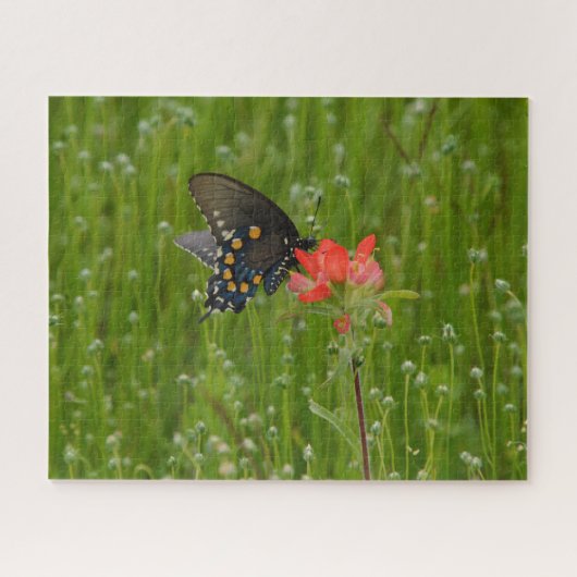 Puzzle Papillon Swallowtail sur la fleur indienne Paintbr (Horizontal)