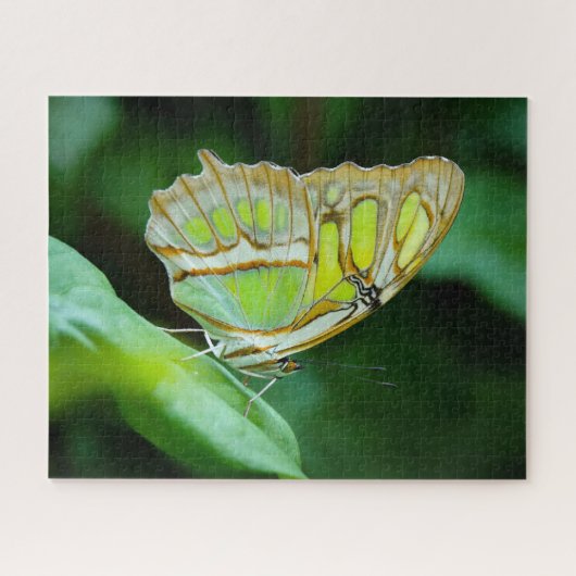 Puzzle papillon vert (Horizontal)