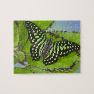 Puzzle Papillon vert