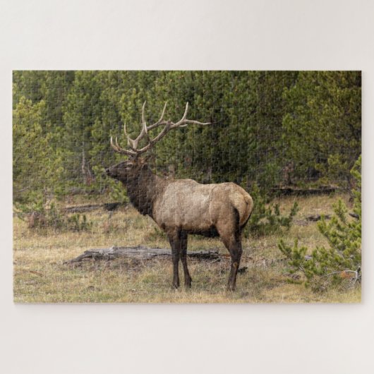 Puzzle Parc national Bull Elk Yellowstone, Wyoming (Horizontal)