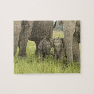 Puzzle Parc national de Corbett, Uttaranchal, Inde.