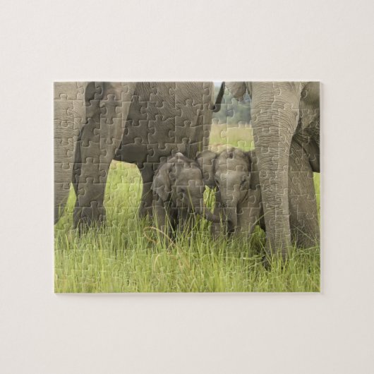 Puzzle Parc national de Corbett, Uttaranchal, Inde. (Horizontal)