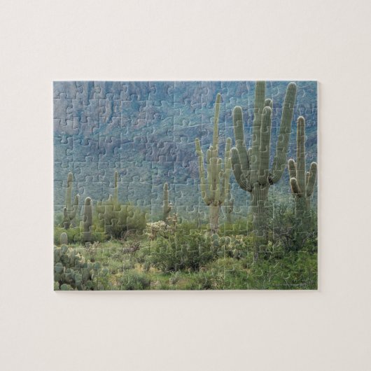 Puzzle Parc national de Saguaro, Arizona (Horizontal)
