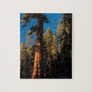 Puzzle Parc national de séquoia, la Californie 2