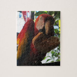 Puzzle Parrot Macaw Scarlet Manger Toast