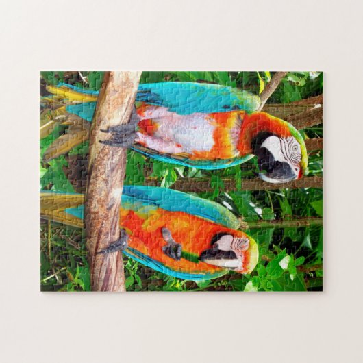 Puzzle Parrots Floride. (Horizontal)