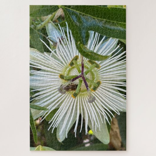 Puzzle Passiflore blanche avec abeille, Oakland (Vertical)