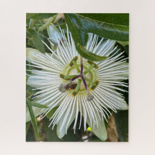 Puzzle Passiflore blanche avec abeille, Oakland