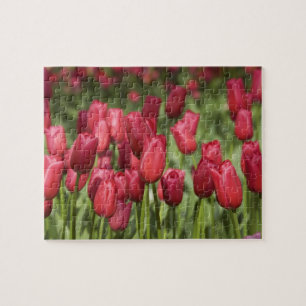 Puzzle Pays-Bas (aussi appelé Hollande), Lisse. Keukenhof