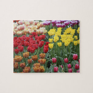 Puzzle Pays-Bas, Jardins Keukenhoff, tulipes.