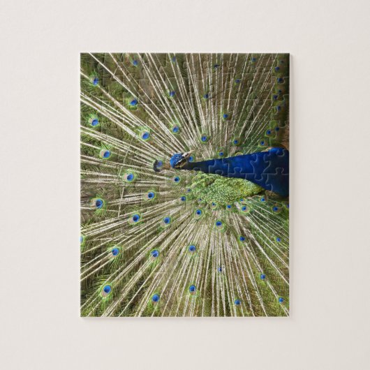 Puzzle Peacock (Vertical)