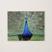 Puzzle Peacock (Horizontal)