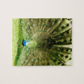 Puzzle Peacock Display Colours (Horizontal)