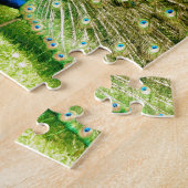 Puzzle Peacock Display Colours (Côté)