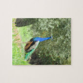 Puzzle - Peacock on the Hill (Horizontal)