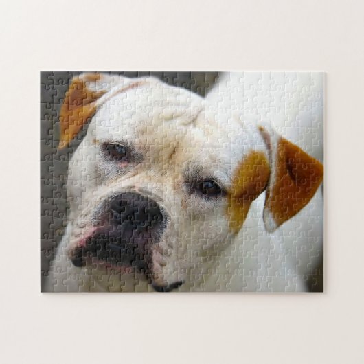 Puzzle Pedigree Bulldog. (Horizontal)