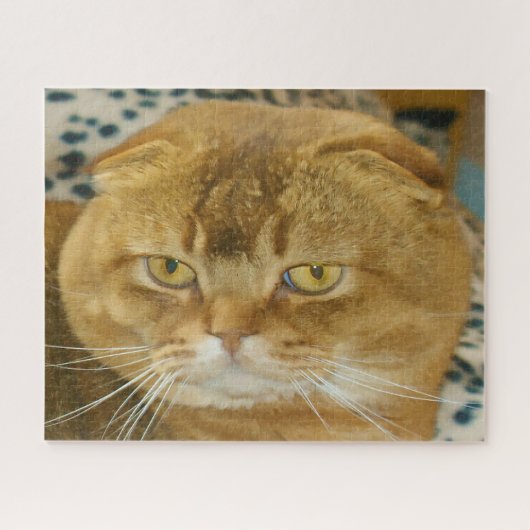 Puzzle Pedigree de chat plié écossais. (Horizontal)