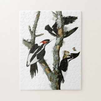 Puzzle Peinture vintage Audubon à bec ivoire