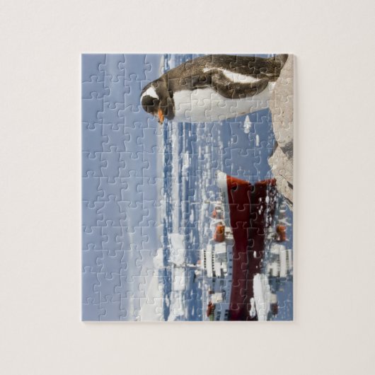 Puzzle Penguin Gentoo (Vertical)