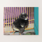 Puzzle Pep (Horizontal)