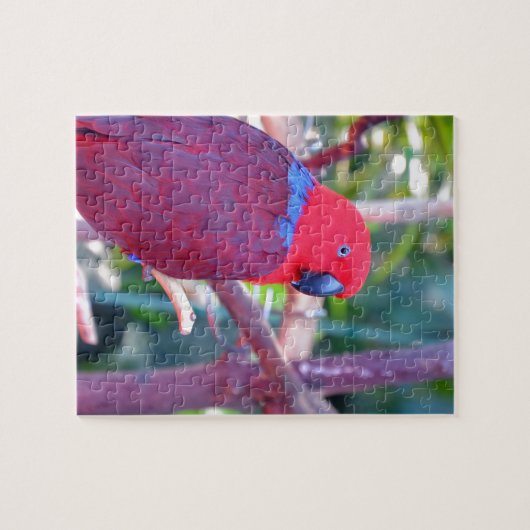 Puzzle Perroquet coloré d'eclectus (Horizontal)