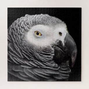 Puzzle Perroquet Gris Africain