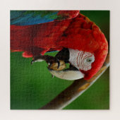 Puzzle Perroquet rouge tropical (Horizontal)